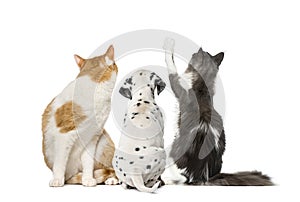 Rear view of cats and Dalmatian puppy, isolated