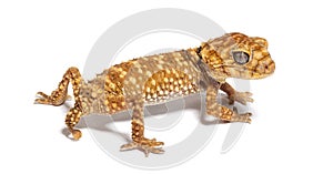 Rear view of a Centralian rough knob-tail gecko