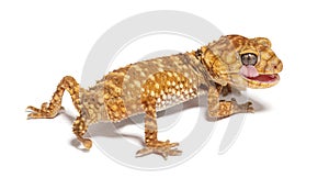 Rear view of a Centralian rough knob-tail gecko licking its eye