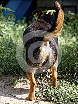 Rear view of a chained dog in a green outdoor setting, highlighting issues of animal confinement. Ideal for content on pet