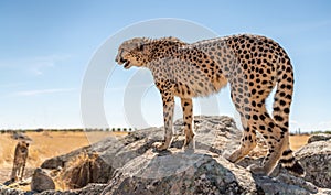 Rear view of cheetah over the rock looking for preys