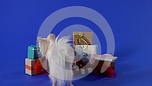Rear view of a Chihuahua dog in the studio on a blue background. The pet walks up to the beautifully wrapped gifts