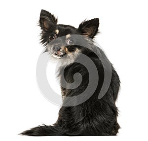 Rear view of a chihuahua looking backwards, isolated