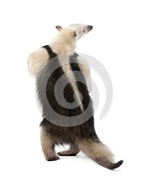 Rear view of Collared Anteater