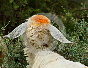 Rear View of Colored head of sheep