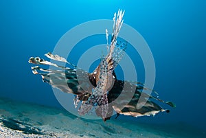 Rear view of a Common lionfish (Pterois miles)