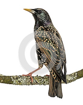 Rear view of a Common Starling perching on a branch