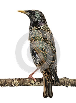 Rear view of a Common Starling perching on a branch