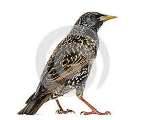 Rear view of a Common Starling, Sturnus vulgaris, isolated photo