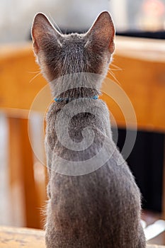 Rear View of Cute Kitten or Cat Listening