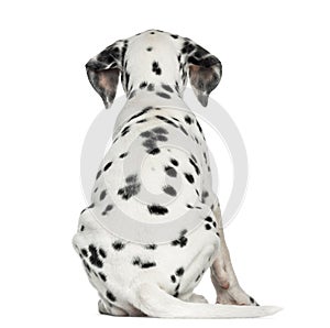 Rear view of a Dalmatian puppy, sitting, isolated