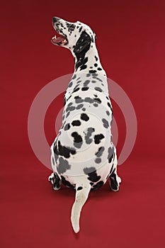 Rear View Of Dalmatian Sitting And Looking Up