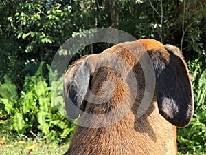 rear view of dog in forest