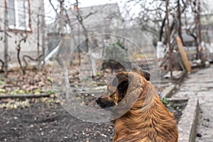 Rear view of the dog guarding the yard