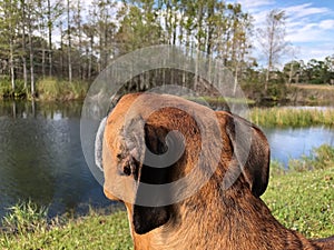 rear view of dog in swamp