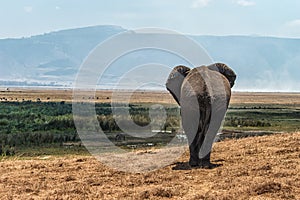 Rear View Elephant