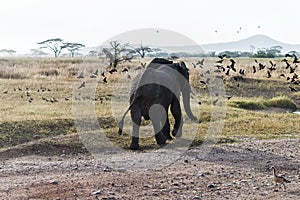 Rear View Elephant