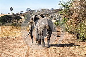 Rear View Elephant