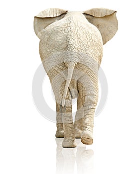 Rear view of elephant