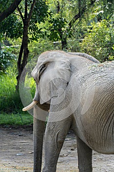 Rear view of an elephant walking in the wilderness