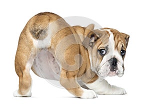 Rear view of an English Bulldog Puppy bottom up, 2 months old