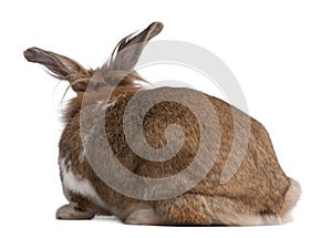 Rear view of a European Rabbit, Oryctolagus cuniculus