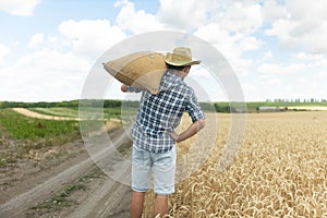 Rear view of a farmer man carries a mesh bag of grain on his shoulder while walking along the wheat field.