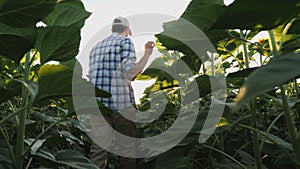 Rear view Farmer walks between the rows of sunflower