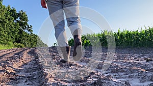 Rear view of female farmer legs walking dirt road alongside cornfield