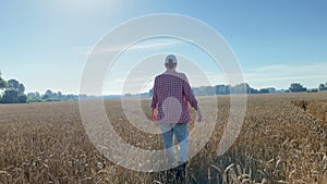 Rear view female farmer walking along agricultural grain field sunrise