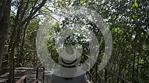 Rear view of female nature conservationist walking through tropical forest and watching beauty of evergreen trees in the rural.