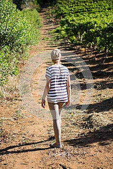 Rear view of female vintner walking in vineyard