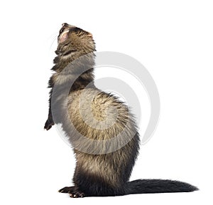 Rear view of a Ferret standing on hind legs and looking up