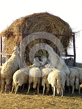 Rear view of a flock of sheep grazing from one haystack, Tuscany area, Italy