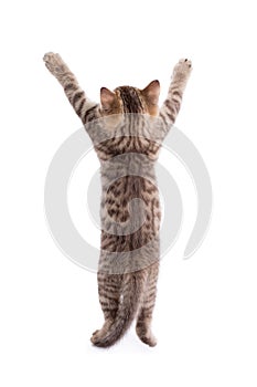 Rear view of funny tabby cat kitten standing on legs isolated on white