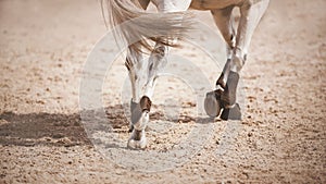 A rear view of a galloping gray horse, walking with shod hooves on the sand in the arena. Equestrian sports