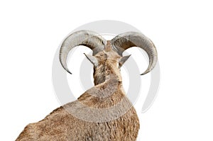 Rear view of a goat