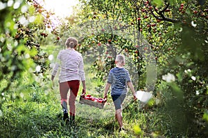 A rear view of grandmother with grandson carrying wooden box with apples in orchard.