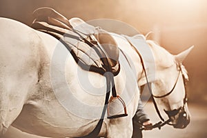 A rear view of a gray horse with a leather saddle, a gray saddlecloth and a stirrup on its back, led by a horse breeder,
