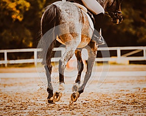 A rear view of a gray horse with shod hooves and a rider in the saddle, which gallops quickly through the sandy arena on an autumn