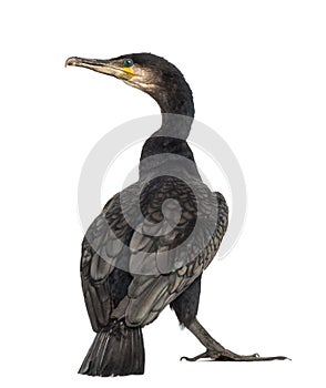 Rear view of a Great Cormorant, Phalacrocorax carbo photo