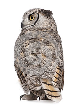 Rear view of Great Horned Owl