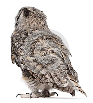 Rear view of Great Horned Owl