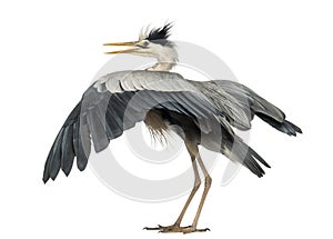 Rear view of an Grey Heron flapping its wings,