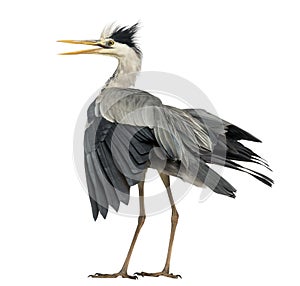 Rear view of an Grey Heron flapping its wings, screaming, Ardea