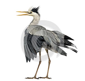 Rear view of an Grey Heron flapping its wings, screaming, Ardea photo