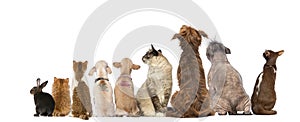 Rear view of a group of pets, Dogs, cats, rabbit, sitting