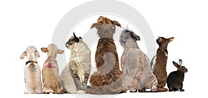 Rear view of a group of pets, Dogs, cats, rabbit, sitting