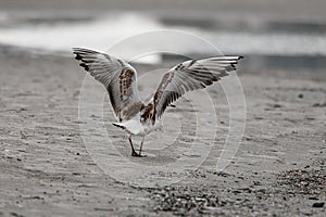 Rear view of gull with outspread wings walking on the beach against blurred background.