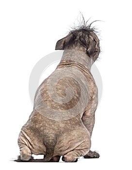Rear view of a Hairless Mixed-breed dog, mix between a French bulldog and a Chinese crested dog, sitting
